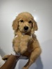 ゴールデン・レトリーバー 子犬 探す 1638 5358