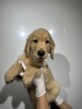 ゴールデン・レトリーバー 子犬 探す 0812 5360