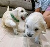 ゴールデン・レトリーバー 子犬 探す 英国のクリームです 5362