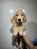 ゴールデン・レトリーバー 子犬 探す ゴールデン男の子 5363