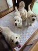 ゴールデン・レトリーバー 子犬 探す ホワイトゴールデン 5365