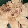 ゴールデン・レトリーバー 子犬 探す 生まれたてゴルパピ??... 5385