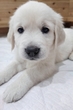 ゴールデン・レトリーバー 子犬 探す イングリッシュ系のゴ... 5395