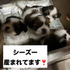 シーズー 子犬 探す ★11月6日までの募集... 5635