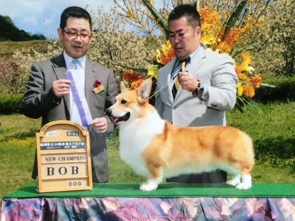 チャンピオン犬オーナー募集中 No 5510 コーギー 犬の出産情報 子犬販売 Dogoo Com