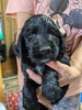 イングリッシュ・コッカー・スパニエル 子犬 探す ブラックの男の子 1224