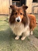 シェルティ 子犬 探す 小ぶりな6歳の女の子... 3318