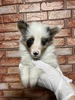 シェルティ 子犬 探す ブルーマール 3320