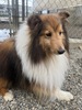 シェルティ 子犬 探す 小ぶりな男の子 無駄... 3324