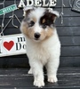 シェルティ 子犬 探す 綺麗なブルーマール女... 3325