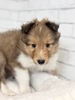 シェルティ 子犬 探す 5月28日デビュー! ... 3328