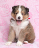 シェルティ 子犬 探す 父親はJKC&JCCチャン... 3333