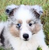 シェルティ 子犬 探す フルカラーのブルーマ... 3335