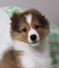 シェルティ 子犬 探す お顔のきれいな子です... 3338