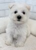 ウェスティー(ウェスト・ハイランド・ホワイト・テリア) 子犬 探す ウェスティ8896 1542