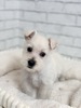 ウェスティー(ウェスト・ハイランド・ホワイト・テリア) 子犬 探す ウェスティ3371 1543