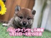 柴犬・豆柴 子犬 探す Valentineセール開催 10000