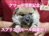 柴犬・豆柴 子犬 探す アワード受賞記念スプ... 10006