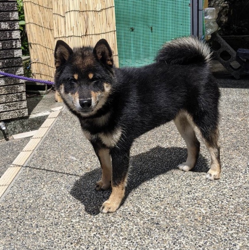 飼い主様決まりました 黒柴 元気な人懐っこい男の子 No 8570 柴犬 犬の出産情報 子犬販売 Dogoo Com