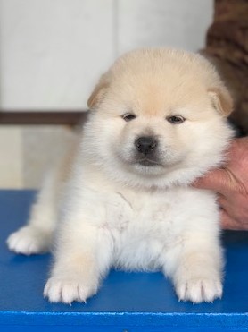 白い柴犬 白柴 オスの子犬 １２万円 No 13 柴犬 犬の出産情報 子犬販売 Dogoo Com