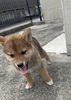柴犬・豆柴 子犬 探す 父親、展覧会入賞して... 9830