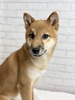 柴犬・豆柴 子犬 探す 柴犬 赤8999 9831