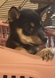 柴犬・豆柴 子犬 探す 可愛い黒柴くん 9842