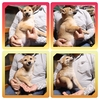 柴犬・豆柴 子犬 探す ●赤柴の女の子・総額... 9843