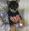 柴犬・豆柴 子犬 探す 黒柴犬子犬(メス)血... 9844