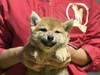 柴犬・豆柴 子犬 探す お父さん本部賞犬^ー... 9845