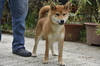 柴犬・豆柴 子犬 探す 4月30日生まれの男の... 9848