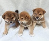 柴犬・豆柴 子犬 探す 可愛い男の子 9850