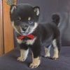 柴犬・豆柴 子犬 探す ★小柄でタヌキ顔の★... 9852