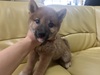 柴犬・豆柴 子犬 探す 総額表示 9853