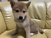 柴犬・豆柴 子犬 探す 総額表示 9854