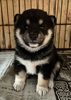 柴犬・豆柴 子犬 探す 豆柴タイプの綺麗な女... 9858