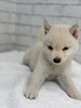 柴犬・豆柴 子犬 探す 白8370 9859