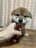 柴犬・豆柴 子犬 探す 6/21産まれの人懐こい... 9866