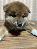 柴犬・豆柴 子犬 探す 6/21産まれの超キュー... 9867