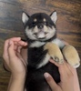 柴犬・豆柴 子犬 探す 黒柴の女の子 9868