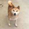 柴犬・豆柴 子犬 探す 2歳の可愛い柴犬の女... 9869