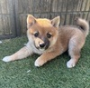 柴犬・豆柴 子犬 探す 元気いっぱい、可愛い... 9870