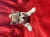 柴犬・豆柴 子犬 探す 可愛い柴 赤 9874