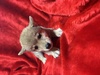 柴犬・豆柴 子犬 探す 可愛い柴 緑 9876