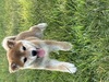 柴犬・豆柴 子犬 探す 可愛い男の子 9877