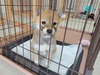 柴犬・豆柴 子犬 探す わりとこぶりな男の子 9880
