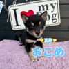 柴犬・豆柴 子犬 探す ★豆柴★愛嬌たっぷり 9881