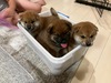 柴犬・豆柴 子犬 探す 飼い主様募集中 9885