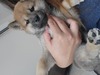 柴犬・豆柴 子犬 探す かわいい赤柴 9886