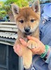 柴犬・豆柴 子犬 探す 柴犬 オス 生後2ヶ... 9887